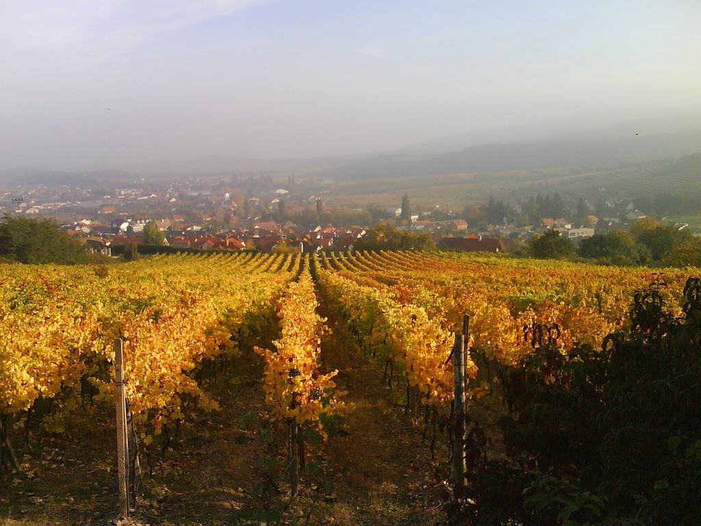Limbach Villa Vinica المظهر الخارجي الصورة